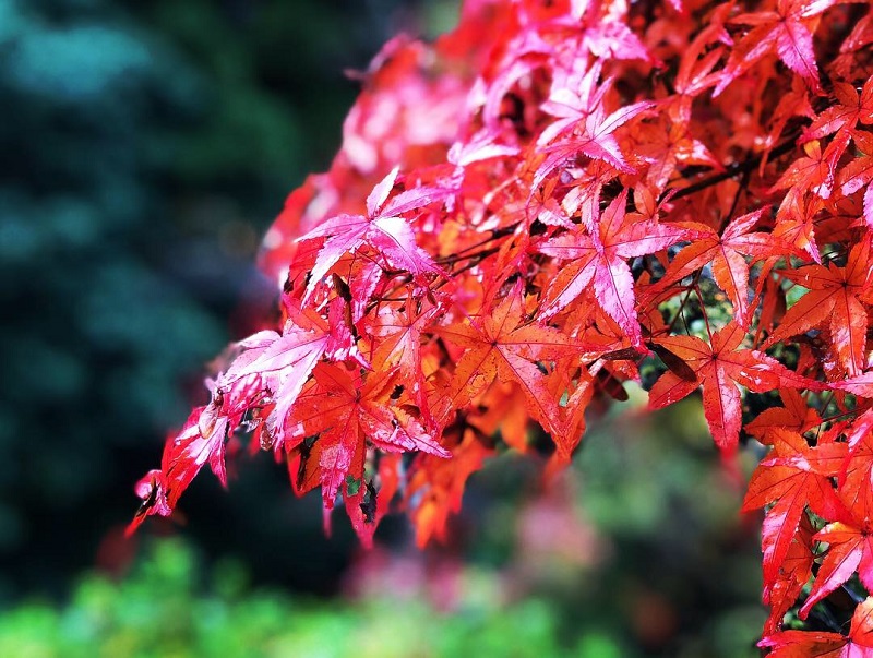 紅葉の季節です。