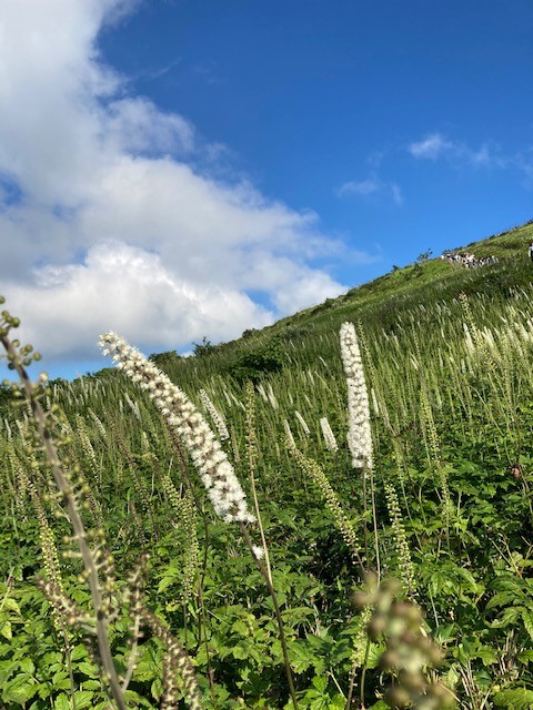 暑い日が続きますが