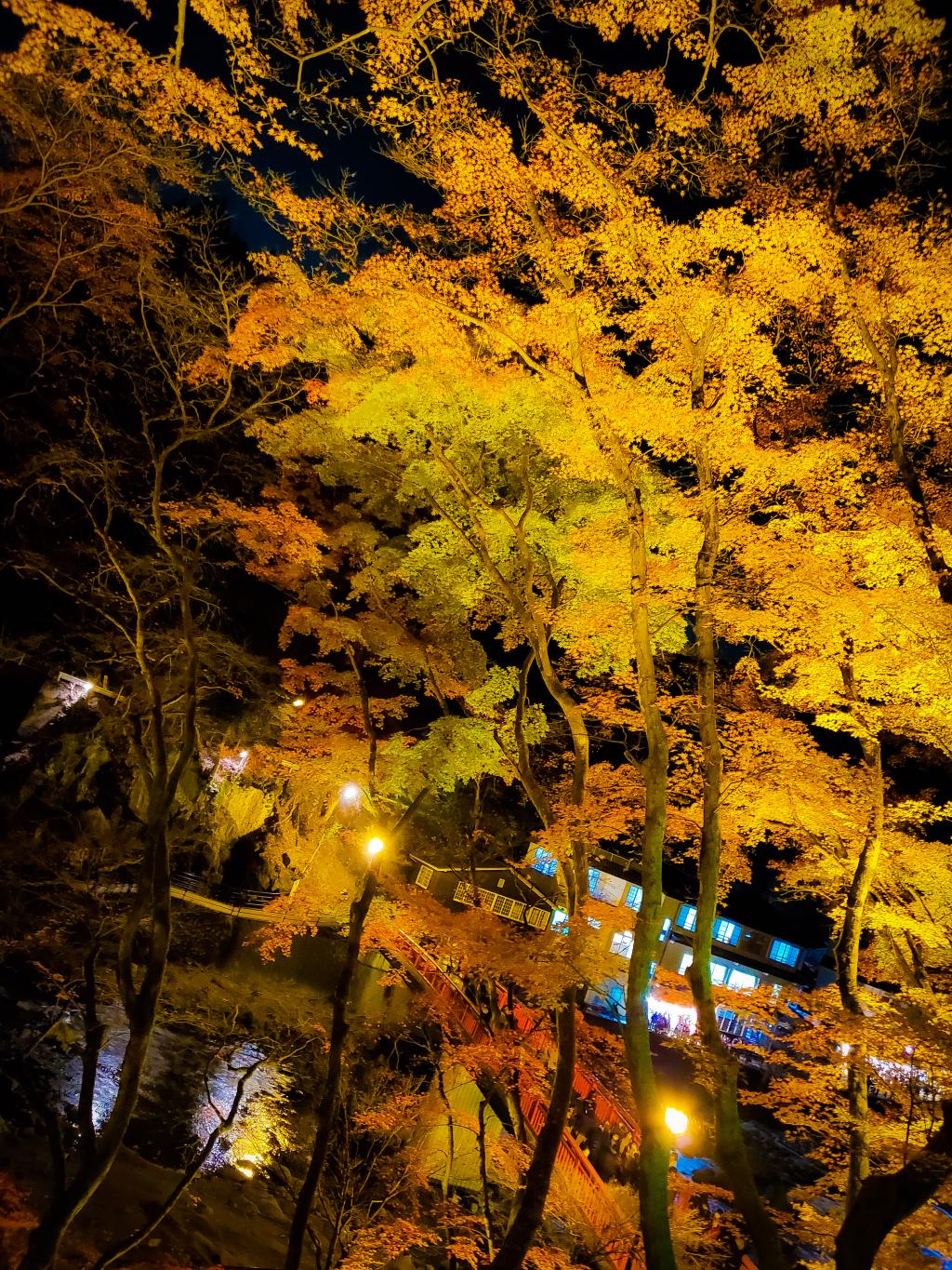 紅葉の綺麗な時期ですね🍁